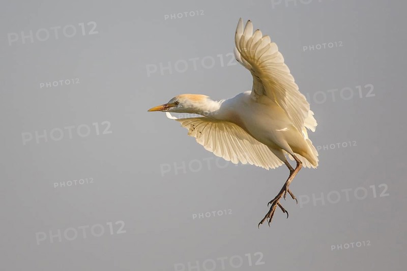 Western Cattle Egret (Bubulcus ibis) flying, Spain