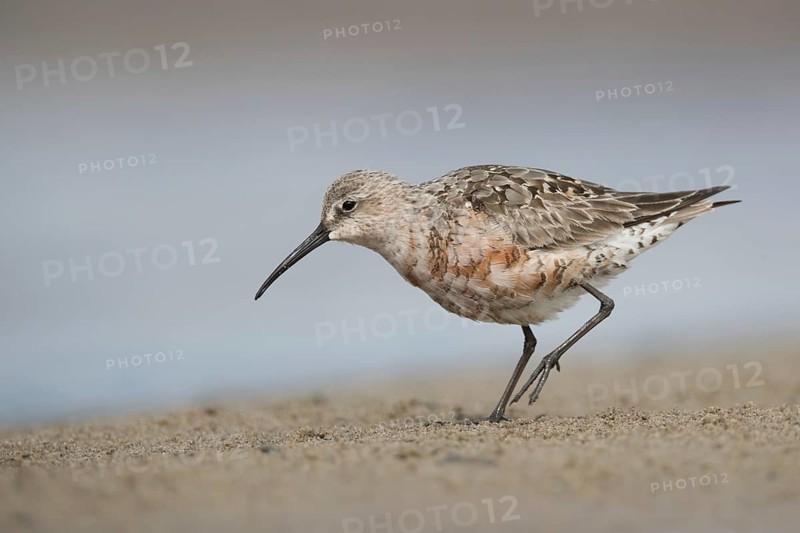 Curlew Sandpiper (Calidris ferruginea) foraging, Mecklenburg-Western Pomerania, Germany