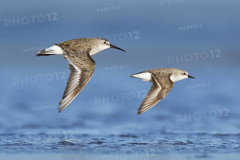 Curlew Sandpiper & Red-necked Stint (Calidris ferruginea & Calidris ruficollis) flying, Victoria, Australia