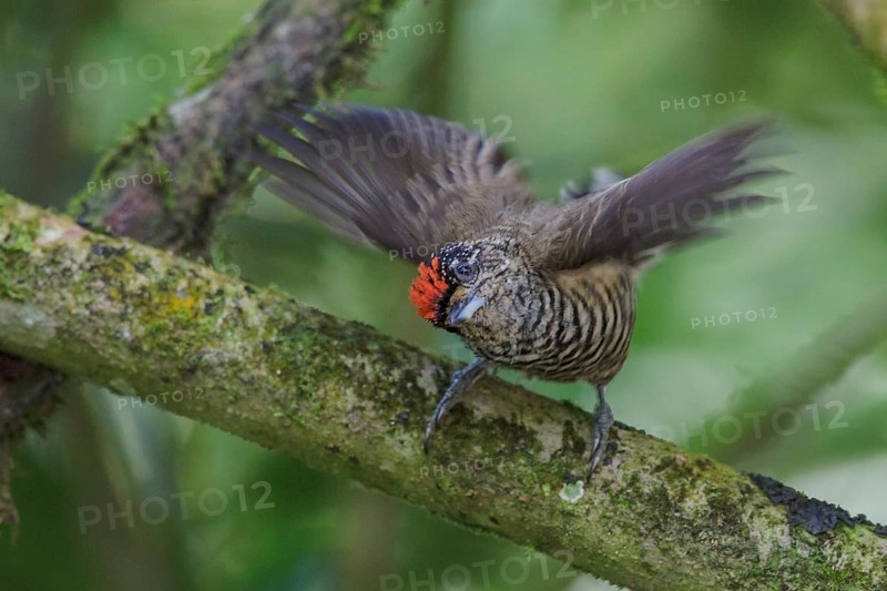 White-barred Piculet (Picumnus cirratus) perched on a branch in the Atlantic rainforest of southeast Brazil