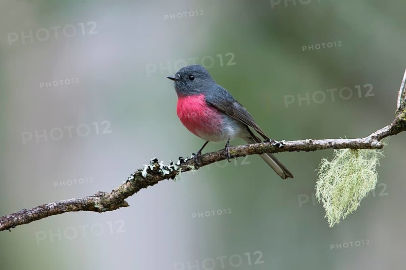 Rose Robin (Petroica rosea) male perched on a branch, Victoria, Australia