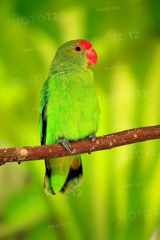 Taranta parrot (Agapornis taranta), adult, male, on hold