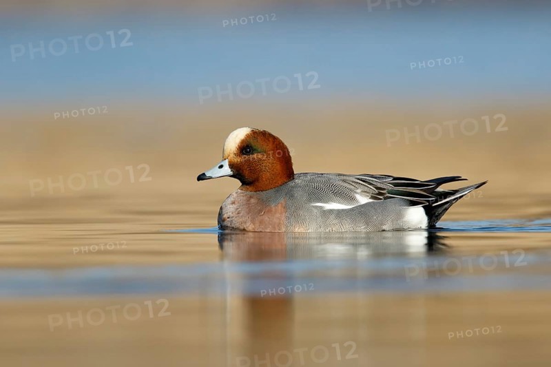 Smient, Eurasian Wigeon, Anas penelope