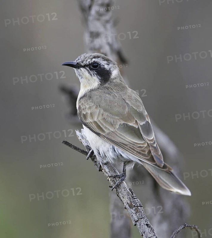 Black-eared Cuckoo (Chrysococcyx osculans), New South Wales, Australia