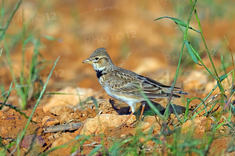 Calandra Lark, (Melanocorypha calandra), Lark, Corydalis, Animals, Birds, Hides de El Taray / Great Bustar, Villafranca de los Caballeros, Castilla La Mancha / Toledo, Spain