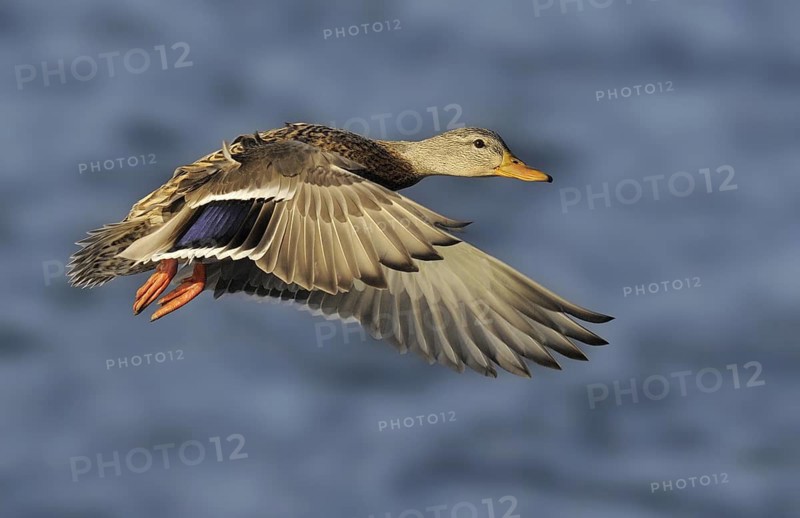 Mallard (Anas platyrhynchos) female flying, British Columbia, Canada