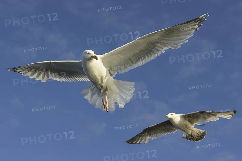 European Herring Gull (Larus argentatus) flying, Nord-Trondelag, Norway