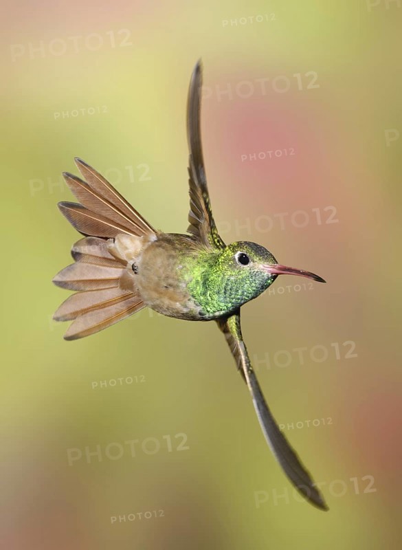 Buff-bellied Hummingbird (Amazilia yucatanensis), Texas, USA