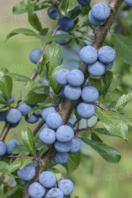 Blackthorn (Prunus spinosa)