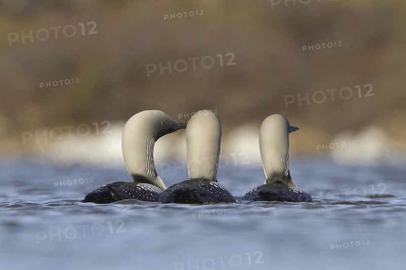 Pacific Loon (Gavia pacifica), Manitoba, Canada