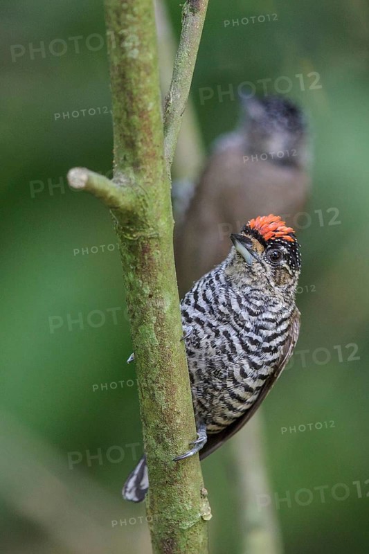 White-barred Piculet (Picumnus cirratus) perched on a branch in the Atlantic rainforest of southeast Brazil