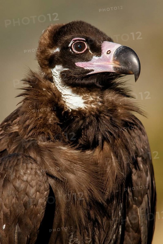 Cinereous Vulture (Aegypius monachus) portrait, Castile and Leon, Spain