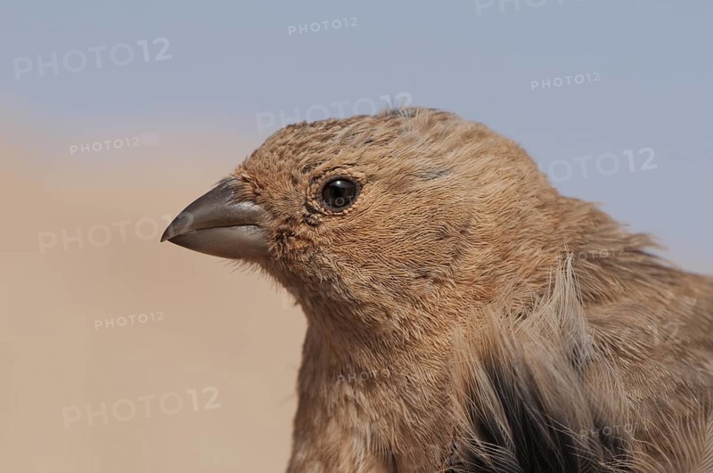 Sinai Rosefinch (Carpodacus synoicus) female, Eilat, Israel