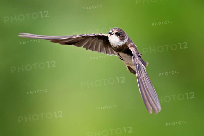 Sand martin (Riparia riparia), in flight, Reussegg nature reserve, Canton Aargau, Switzerland