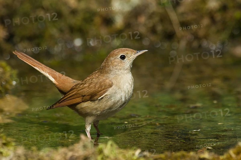 Common Nightingale (Luscinia megarhynchos) at a waterhole, Liguria, Italy