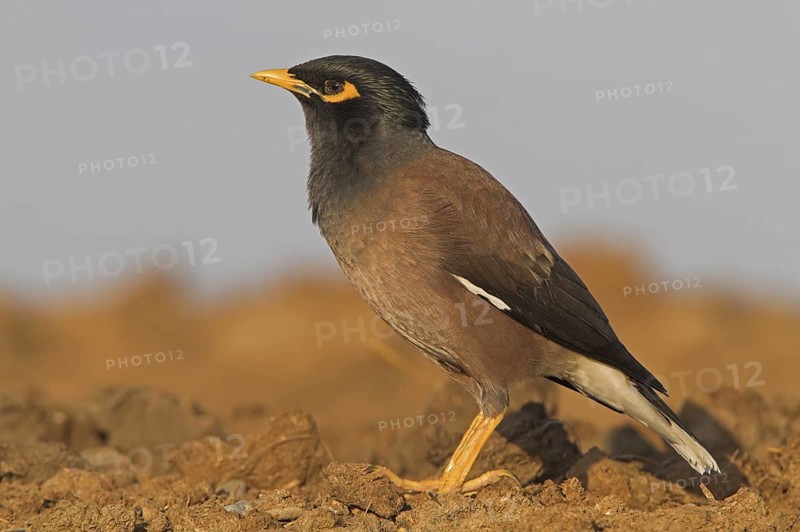 Common Myna (Acridotheres tristis)