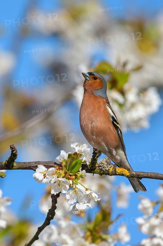 Common chaffinch (Fringilla coelebs), Bad D¸rkheim district, Wachenheim an der Weinstra?e, Rhineland-Palatinate, Germany