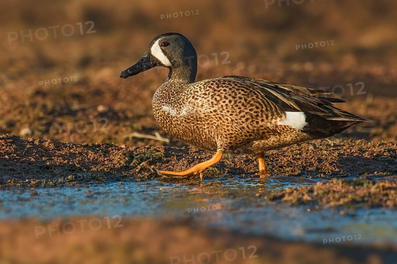 Blue-winged Teal (Spatula discors) male, Arizona, USA