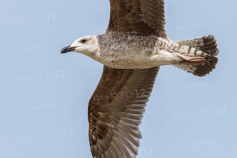 Yellow-legged Gull (Larus michahellis), young in flight, Galicia, Spain