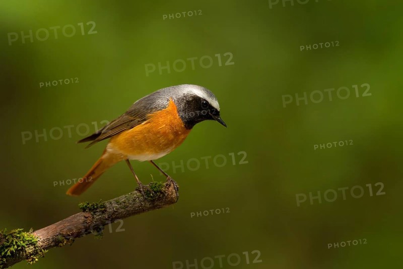 Common Redstart (Phoenicurus phoenicurus) male, Utrecht, Netherlands