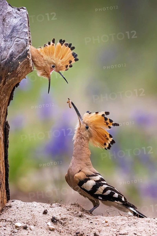 Eurasian Hoopoe (Upupa epops) feeding chick in breeding cavity, Saxony-Anhalt, Germany
