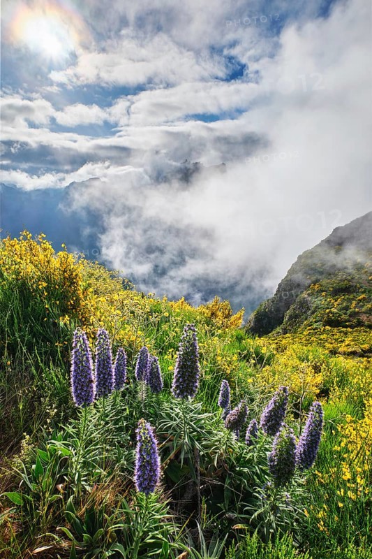 Madeira landscape with flowers Pride of Madeira flowers and blooming Cytisus shrubs and mountains in clouds. Miradouros do Paredao, Madeira island, Portugal