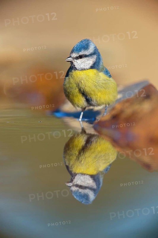 Blue Tit, Cyanistes Caeruleus) on perch, Sierra de San Pedro / Photorapto, Salorino, Extremadura / Caceres, Spain