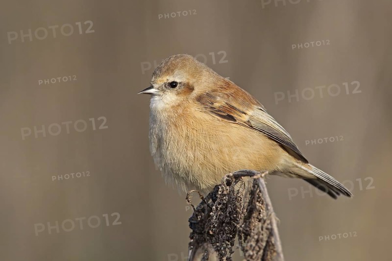 Eurasian Penduline Tit (Remiz pendulinus) female, Rhineland-Palatinate, Germany