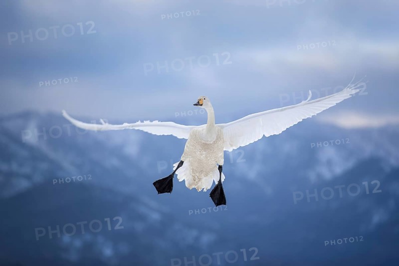 Whooper Swan (Cygnus cygnus) flying, Hokkaido, Japan
