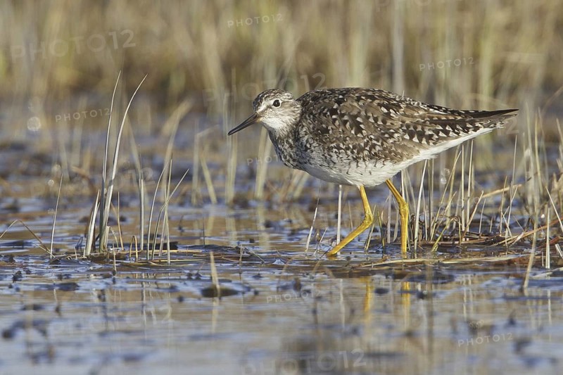 Lesser Yellowlegs (Tringa flavipes), Manitoba, Canada
