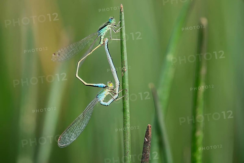 Two dragonflies are captured in a moment of mating on a green reed, set against the lush backdrop of the wetlands in puebla de belena, Guadalajara, Spain