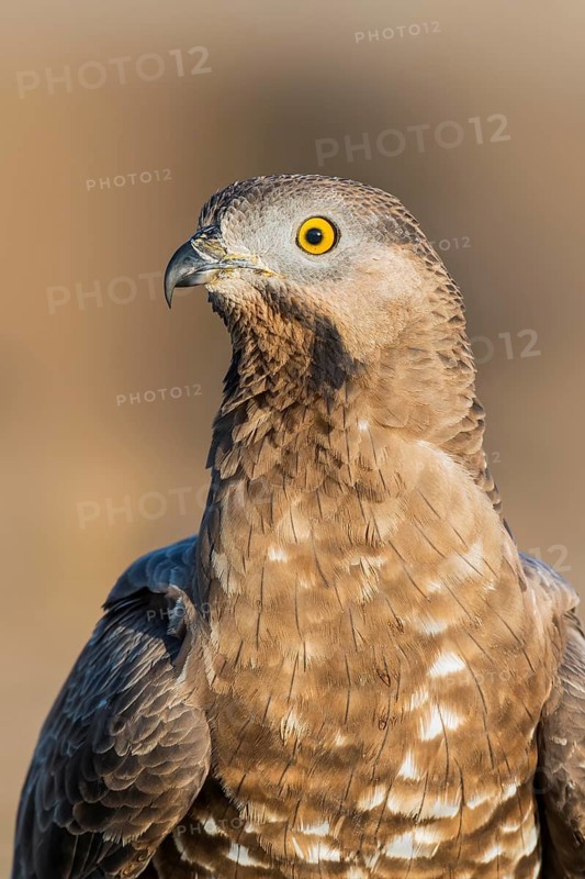 European Honey Buzzard (Pernis apivorus), Eilat, Israel