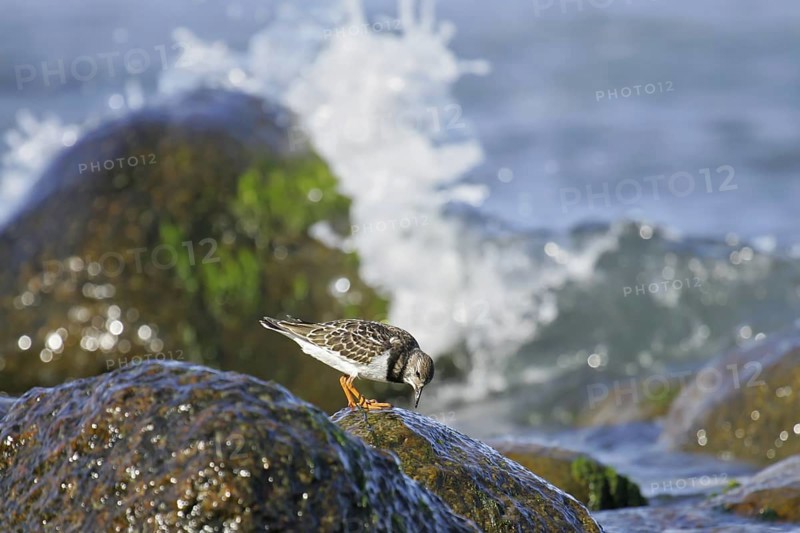 Ruddy Turnstone (Arenaria interpres) juvenile, Mecklenburg-Western Pomerania, Germany