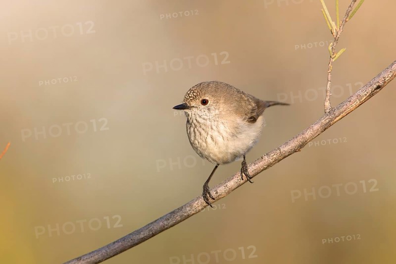 Inland Thornbill (Acanthiza apicalis), Northern Territory, Australia