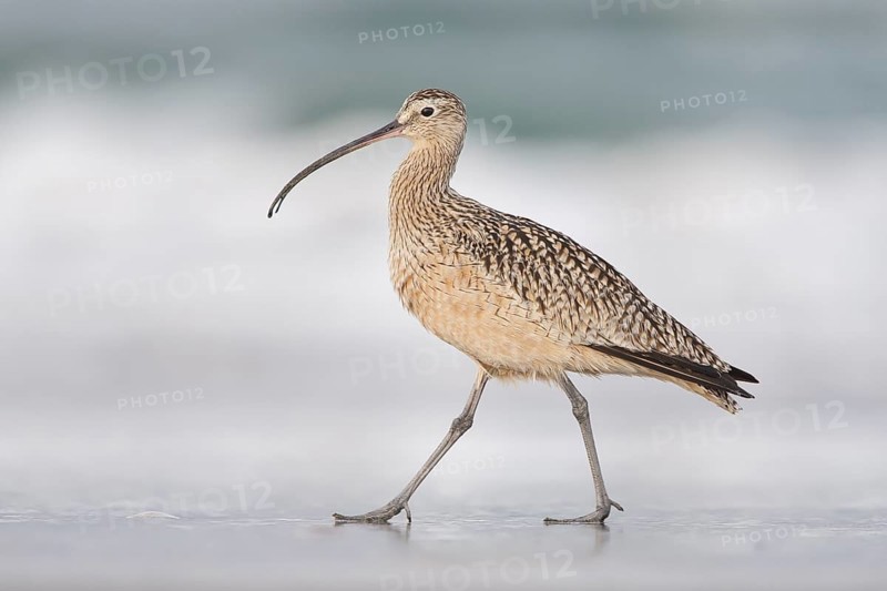 Long-billed Curlew : Morro Strand State Beach : Morro Bay, CA
