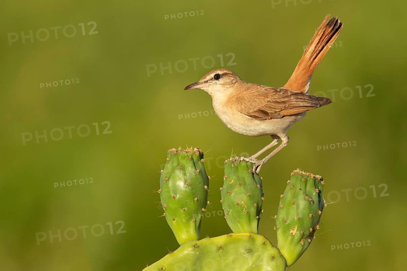 Rufous-tailed Scrub Robin (Cercotrichas galactotes) perched on a cactus, Extremadura, Spain