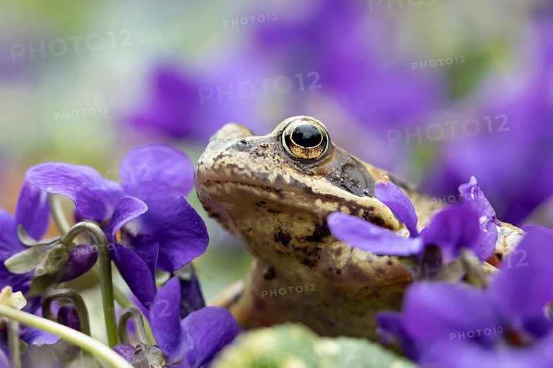 Common frog (Rana temporaria) adult amphibian amongst garden viola flowers in spring, Suffolk, England, United KIngdom