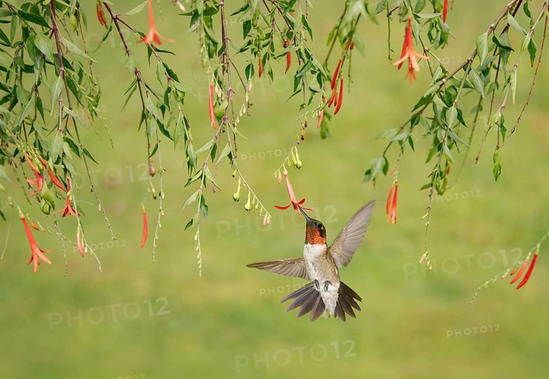 Ruby-throated Hummingbird (Archilochus colubris) male flying while feeding on flower nectar, Texas, USA