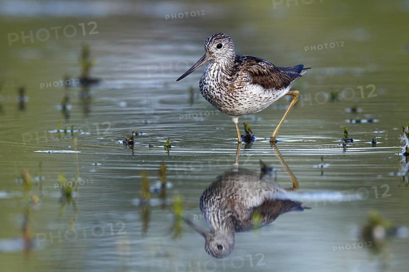 Common Greenshank (Tringa nebularia) foraging, Saxony-Anhalt, Germany