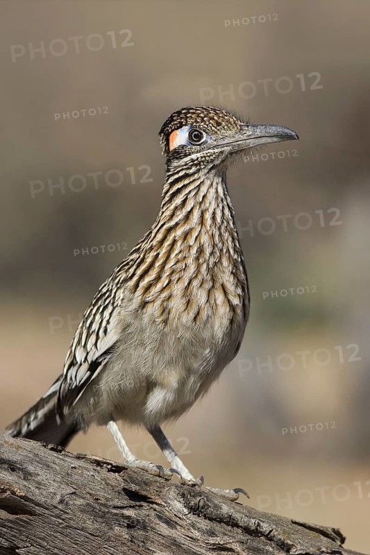Greater Roadrunner (Geococcyx californianus), Arizona, USA