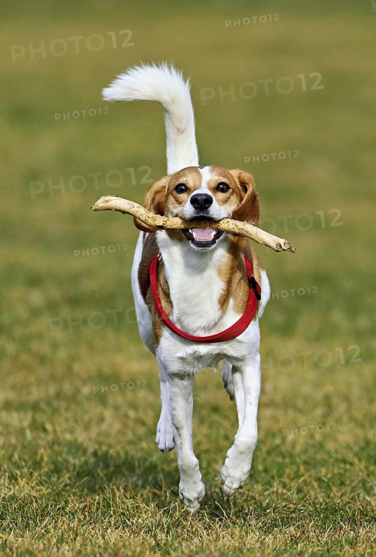 Beagle with branch in mouth jumps across meadow, Switzerland