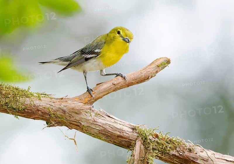 Yellow-throated Vireo (Vireo flavifrons) perched on a branch, Texas, USA
