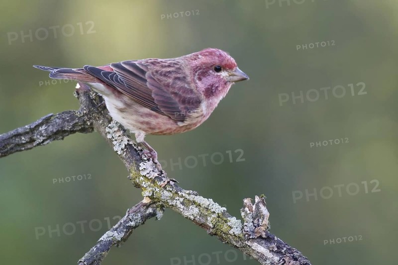 Purple Finch (Haemorhous purpureus) male, Ontario, Canada