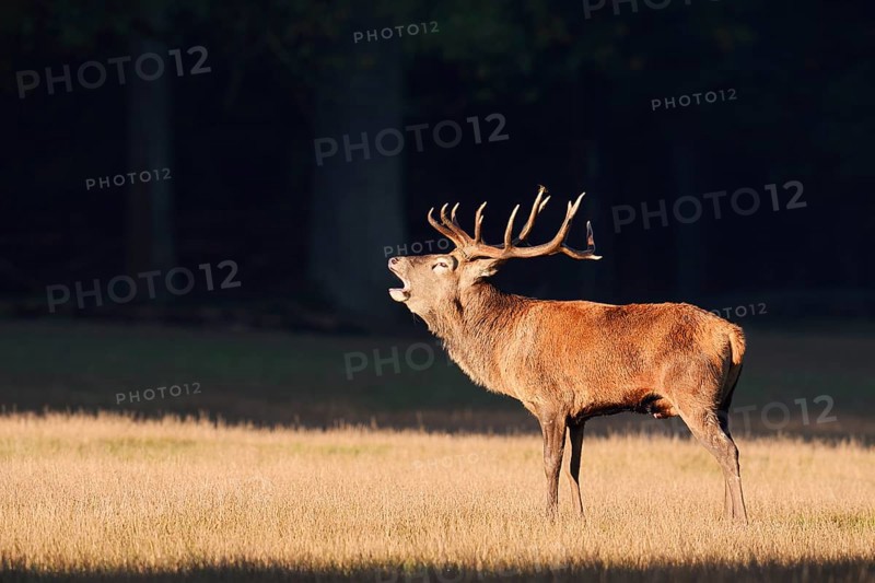 Red deer (Cervus elaphus), roaring in the rutting season, Arnsberg Forest, North Rhine-Westphalia, Germany