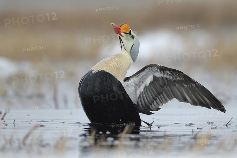 King Eider (Somateria spectabilis) male, Alaska, USA