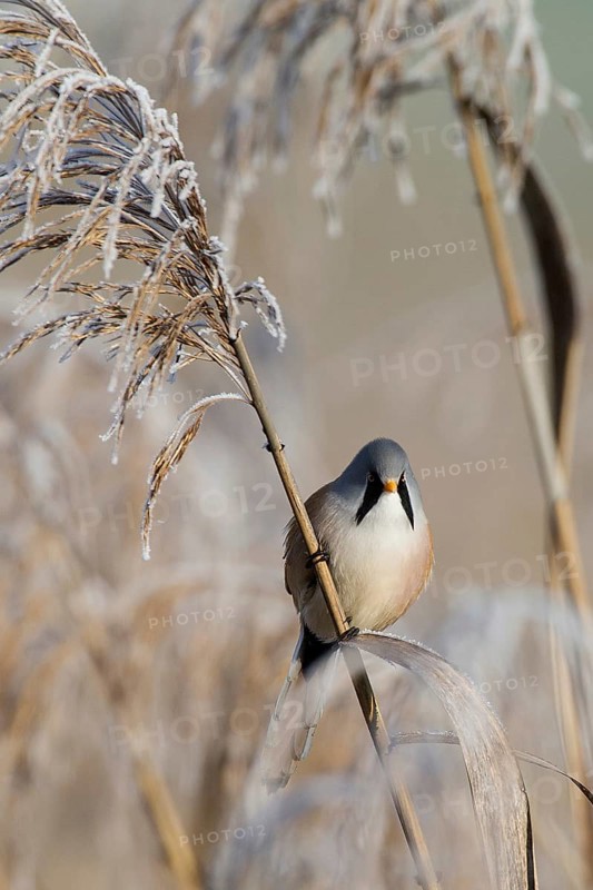 Bearded reedling (Panurus biarmicus) male foraging for seeds on a reed stalk covered with frost in winter, Brandenburg, Germany