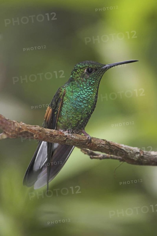 Stripe-tailed Hummingbird (Eupherusa eximia), Costa Rica