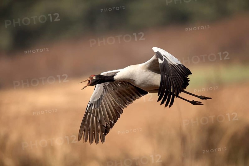 Black-necked Crane (Grus nigricollis) flying, Yunnan, China