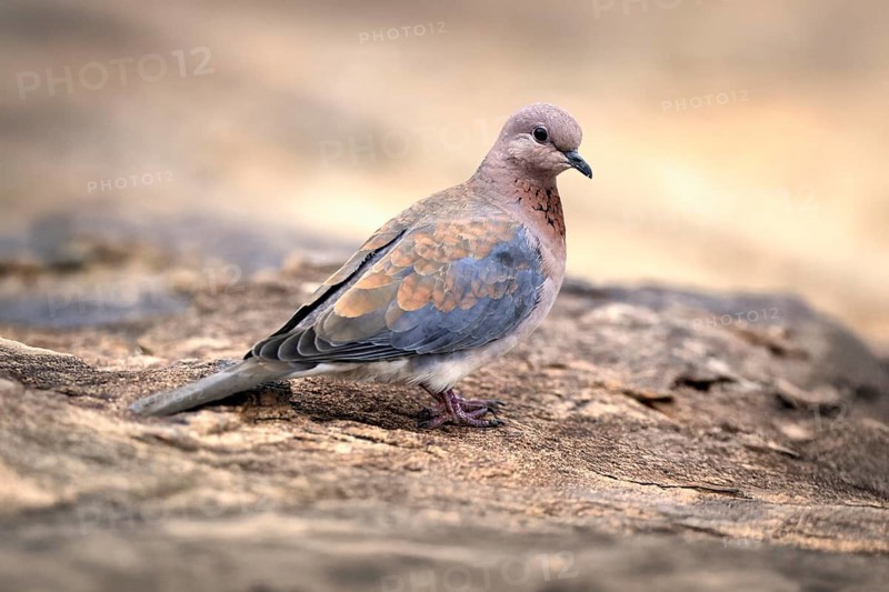 Palm Pigeon (Spilopelia senegalensis), adult, on the ground, alert, Mountain Zebra National Park, Eastern Cape, South Africa