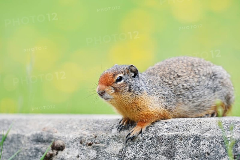 Columbia ground squirrel (Urocitellus columbianus, Spermophilus columbianus), Yoho National Park, British Columbia, Canada